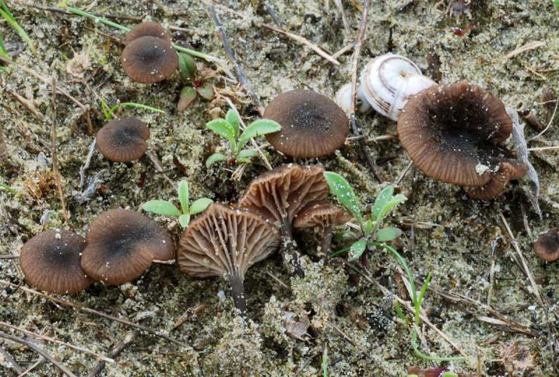 Funghi del litorale Romagnolo